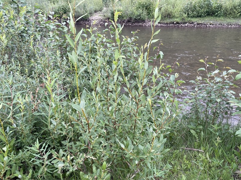 Park Willow photo 2