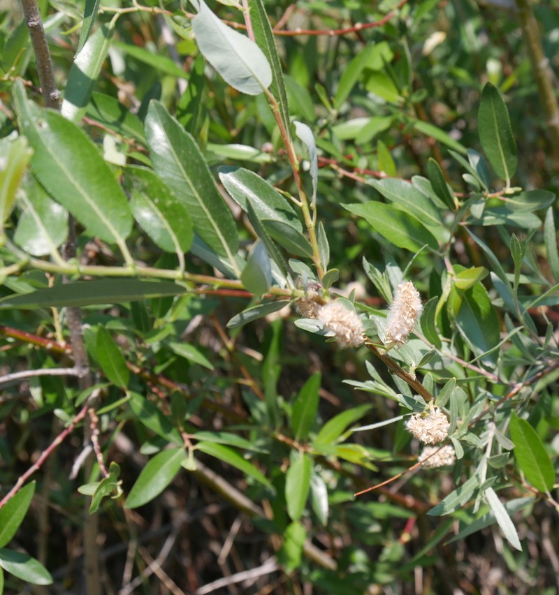 Park Willow photo 3