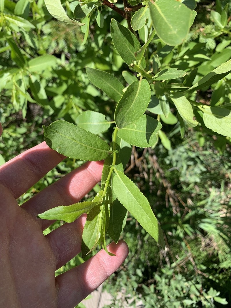 Park Willow photo 4