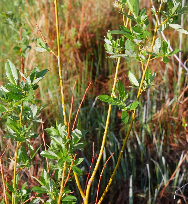 Park Willow photo 5