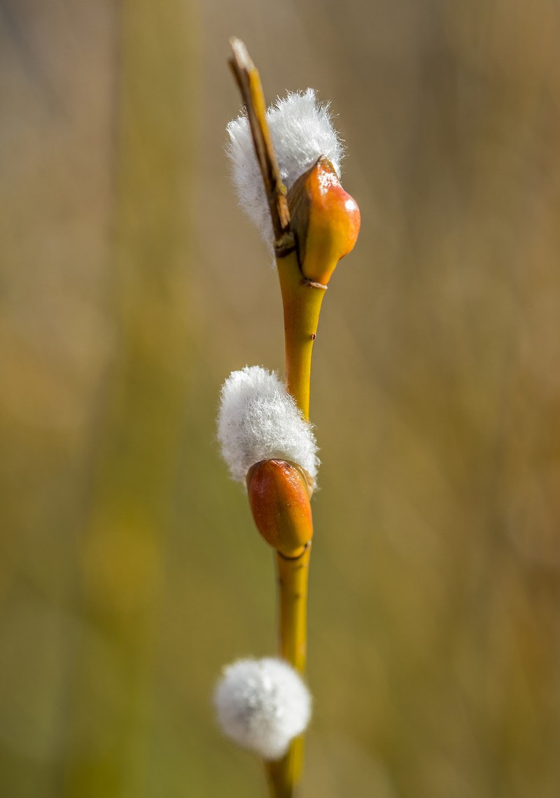 Park Willow photo 8