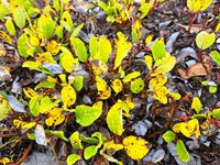 Salix morrisonicola