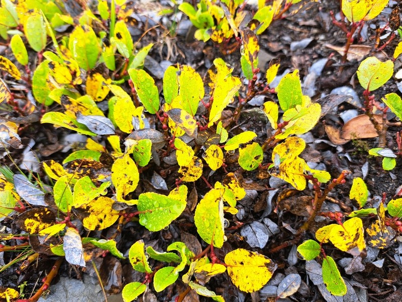 Salix morrisonicola
