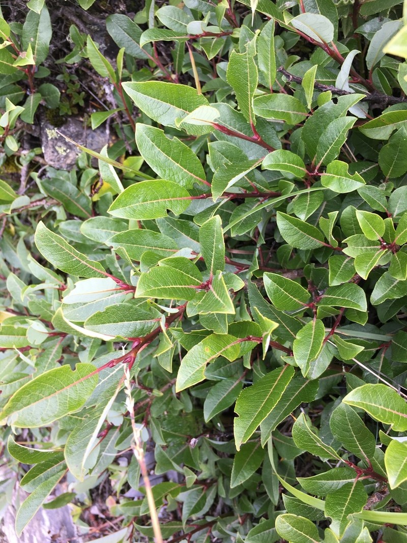 Salix morrisonicola photo 2