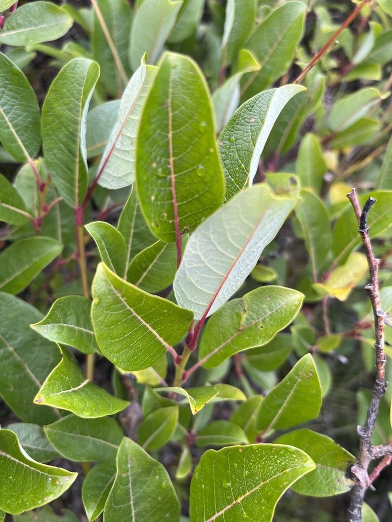 Salix morrisonicola photo 3