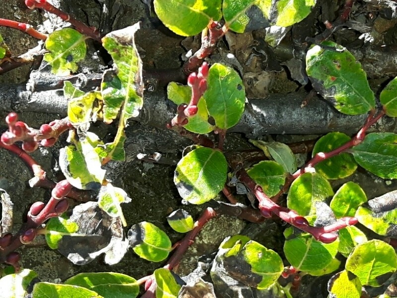 Salix morrisonicola photo 4