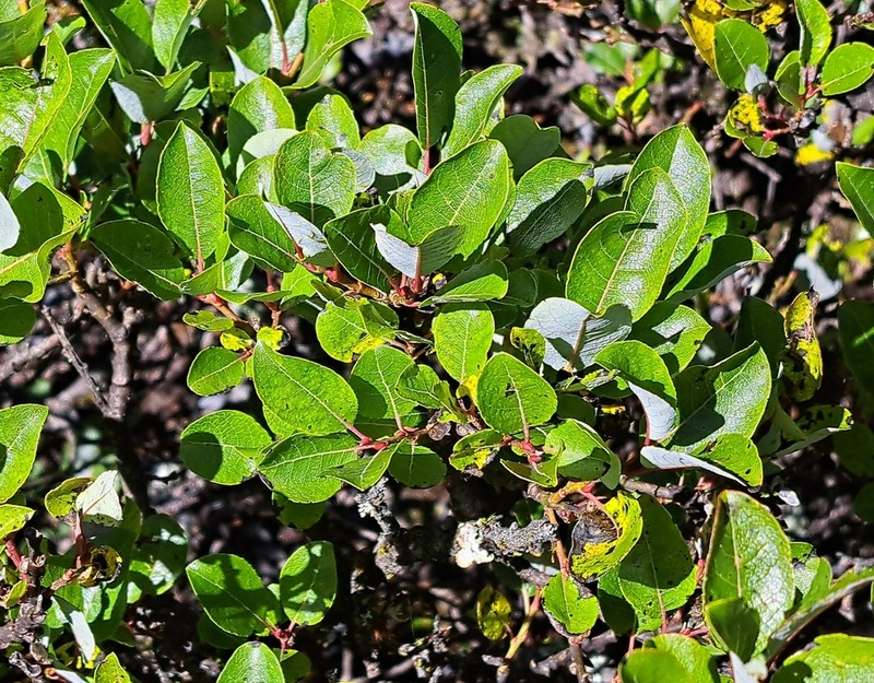 Salix morrisonicola photo 5