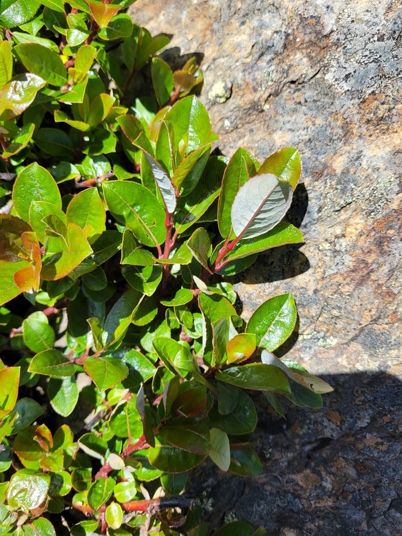 Salix morrisonicola photo 6