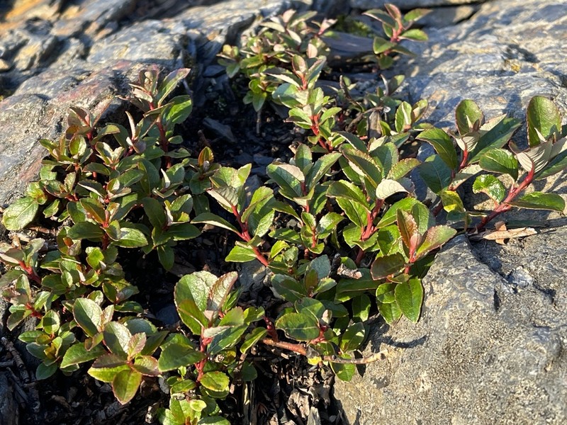 Salix morrisonicola photo 7