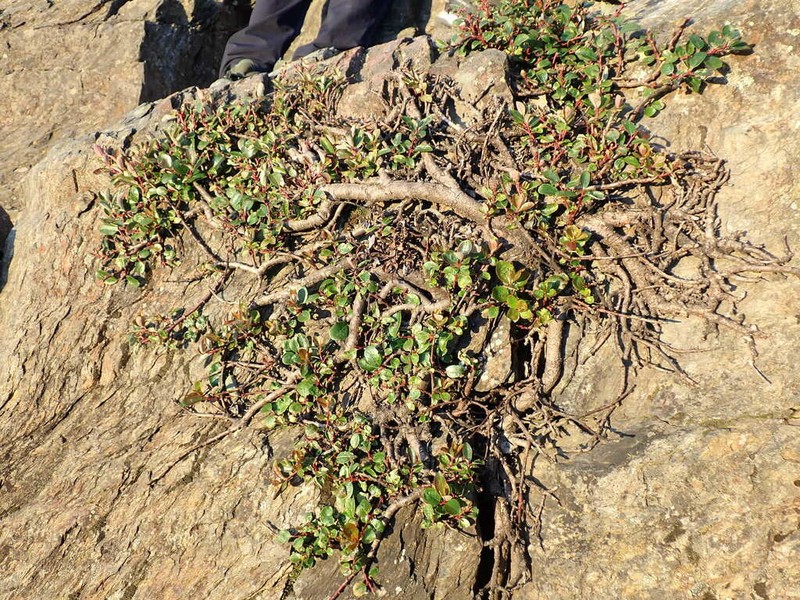 Salix morrisonicola photo 8