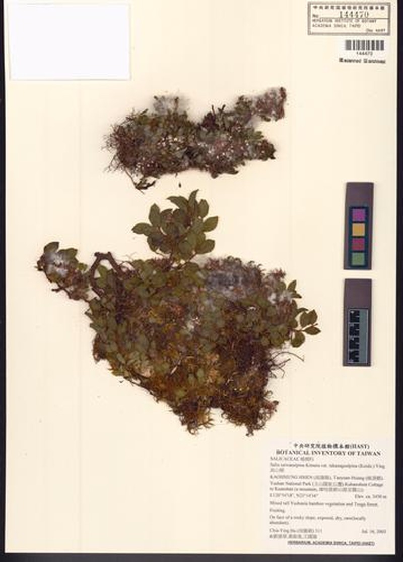 Salix morrisonicola var. takasagoalpina