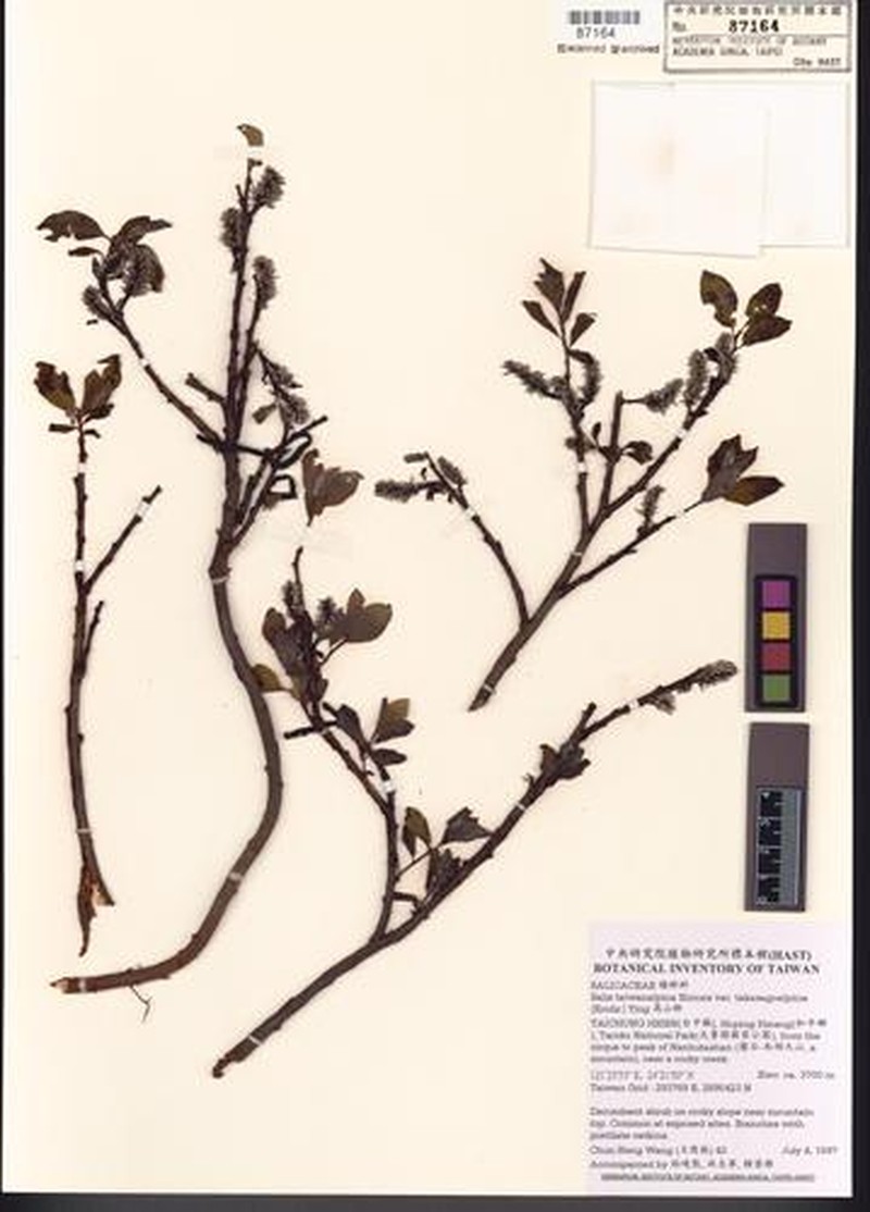 Salix morrisonicola var. takasagoalpina photo 2