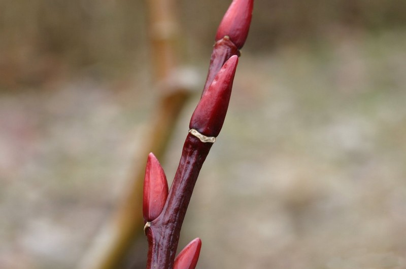 Salix moupinensis photo 2