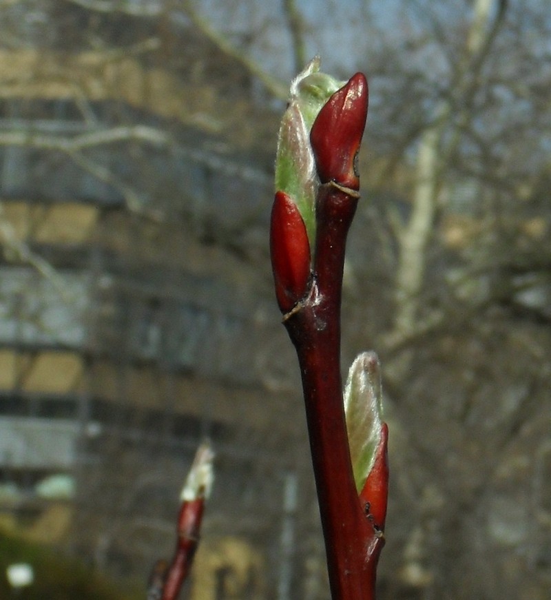 Salix moupinensis photo 3