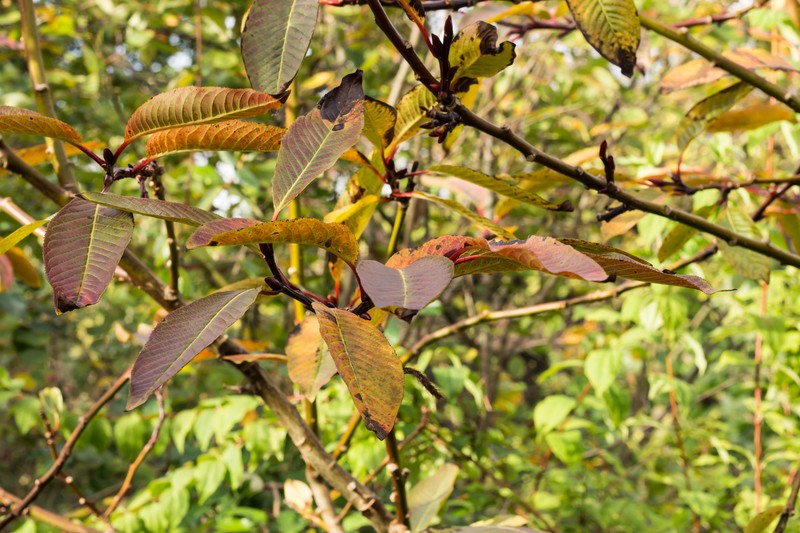 Salix moupinensis photo 4