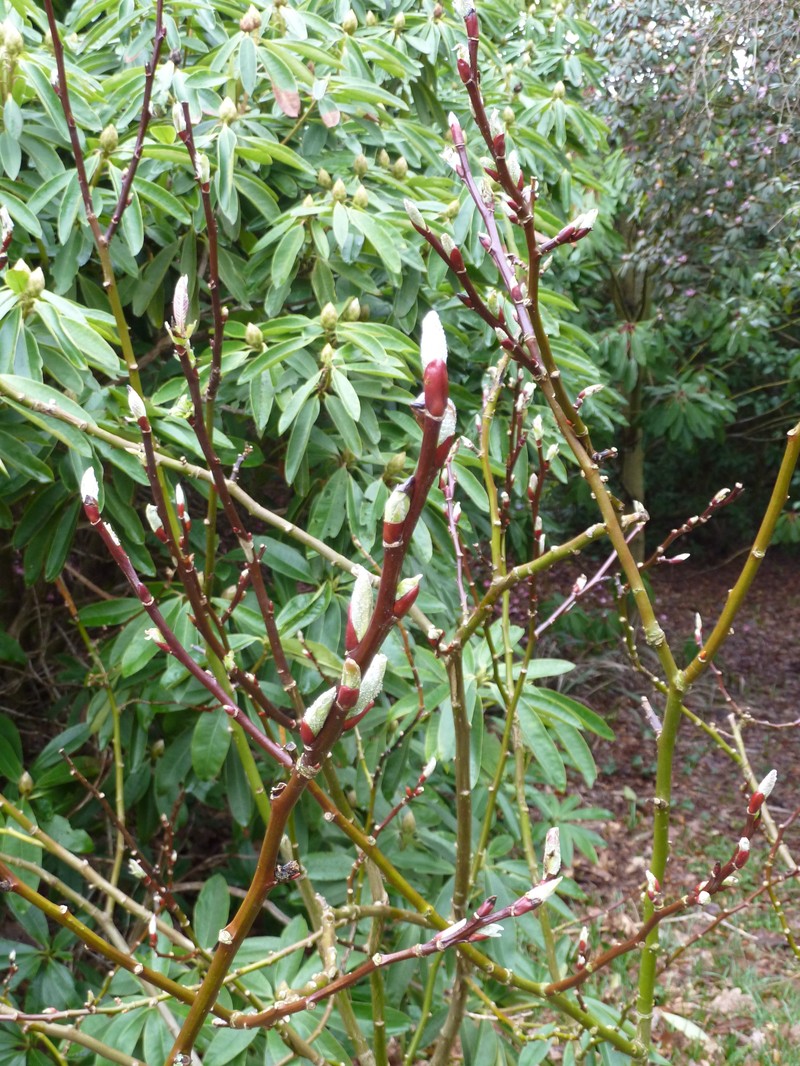 Salix moupinensis photo 5