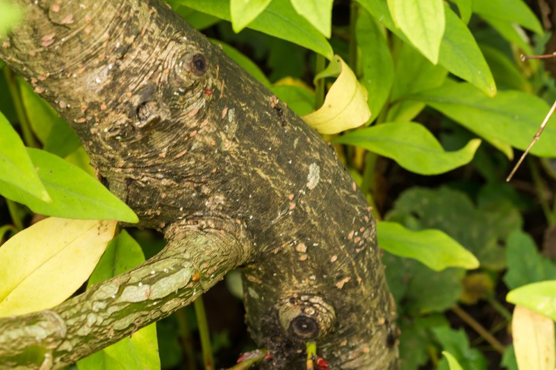 Salix moupinensis photo 6