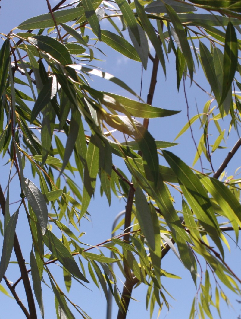 Salix mucronata