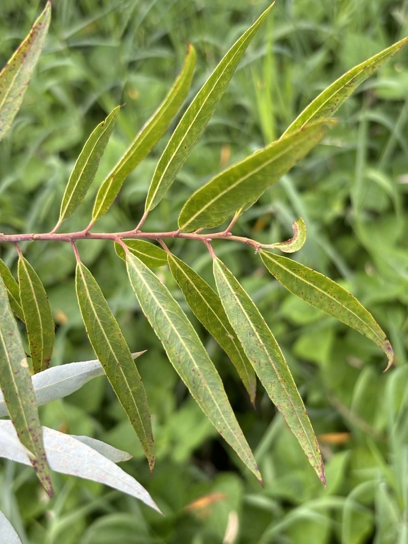 Salix mucronata photo 2