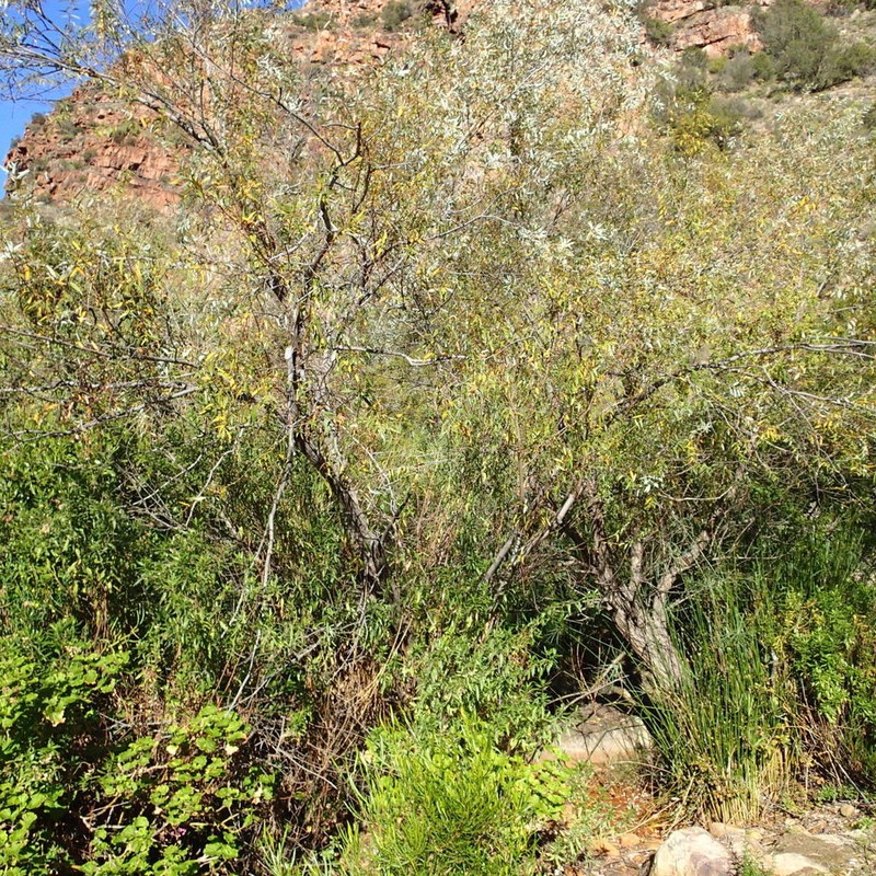 Salix mucronata photo 4