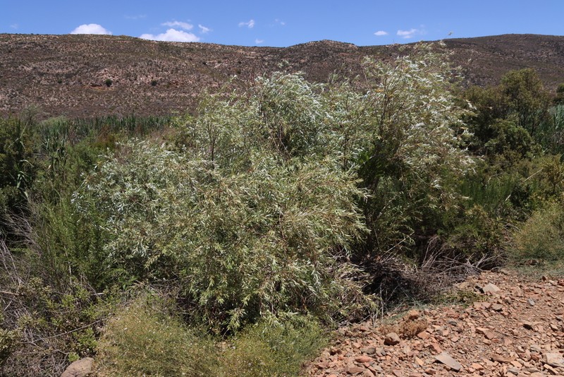 Salix mucronata photo 5