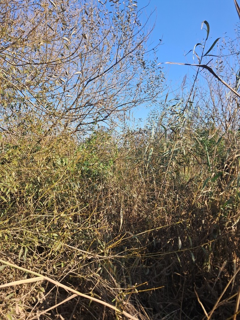 Salix mucronata photo 6