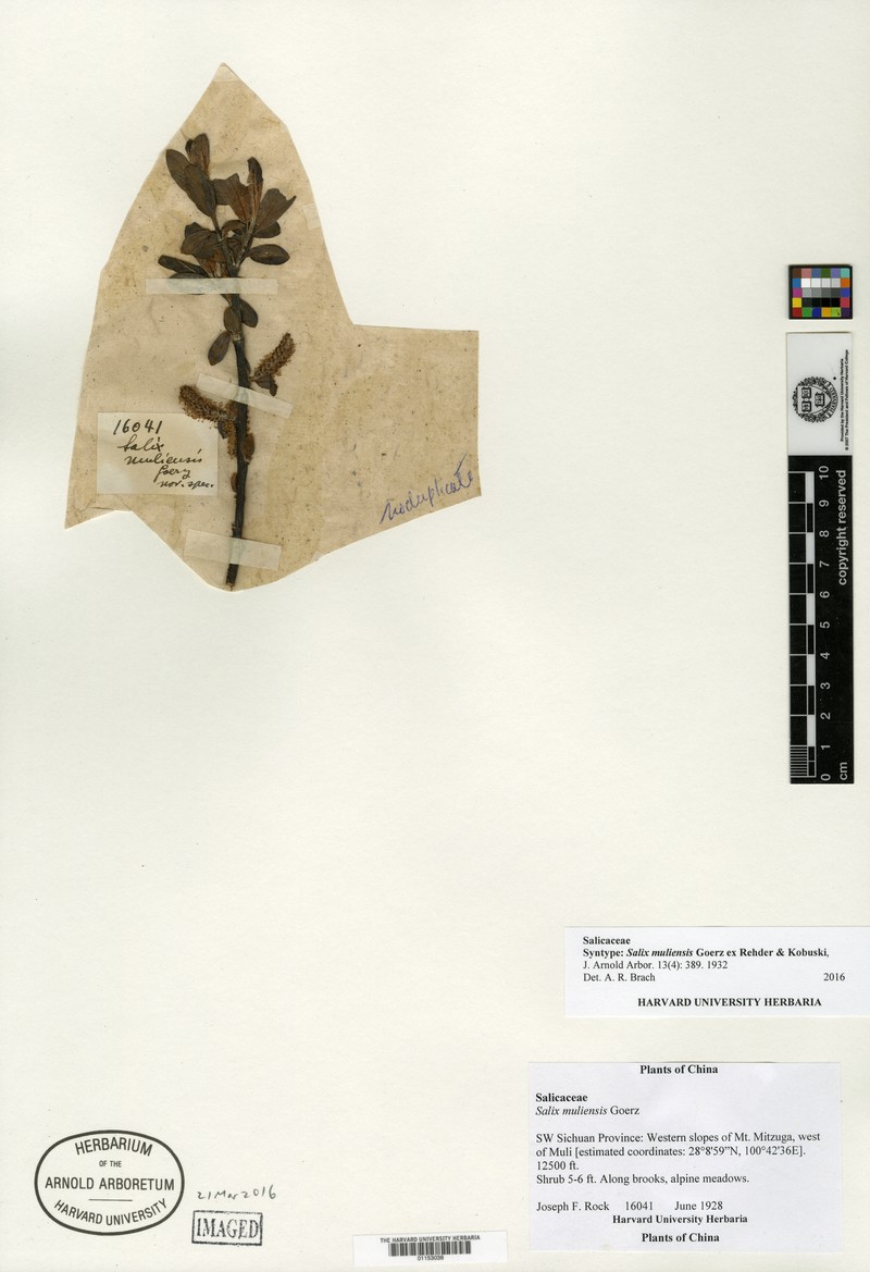 Salix muliensis