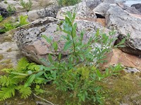 Bayberry Willow