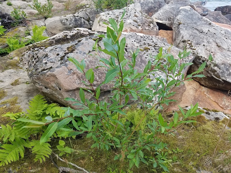 Bayberry Willow
