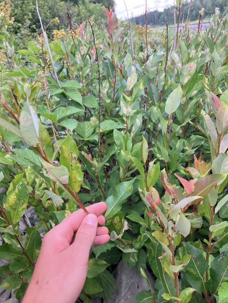 Bayberry Willow photo 3