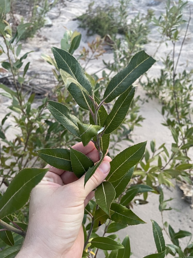 Bayberry Willow photo 4