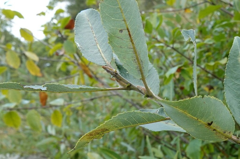 Bayberry Willow photo 5