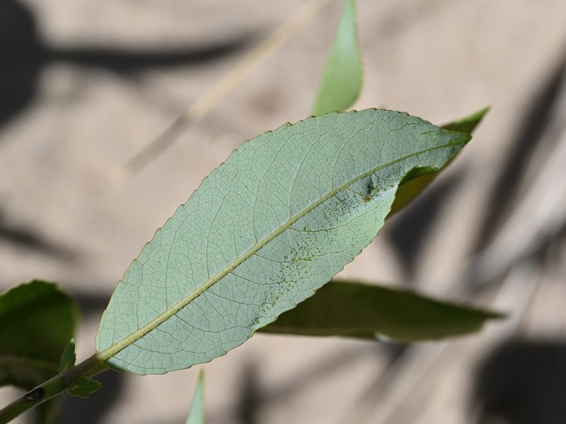 Bayberry Willow photo 6