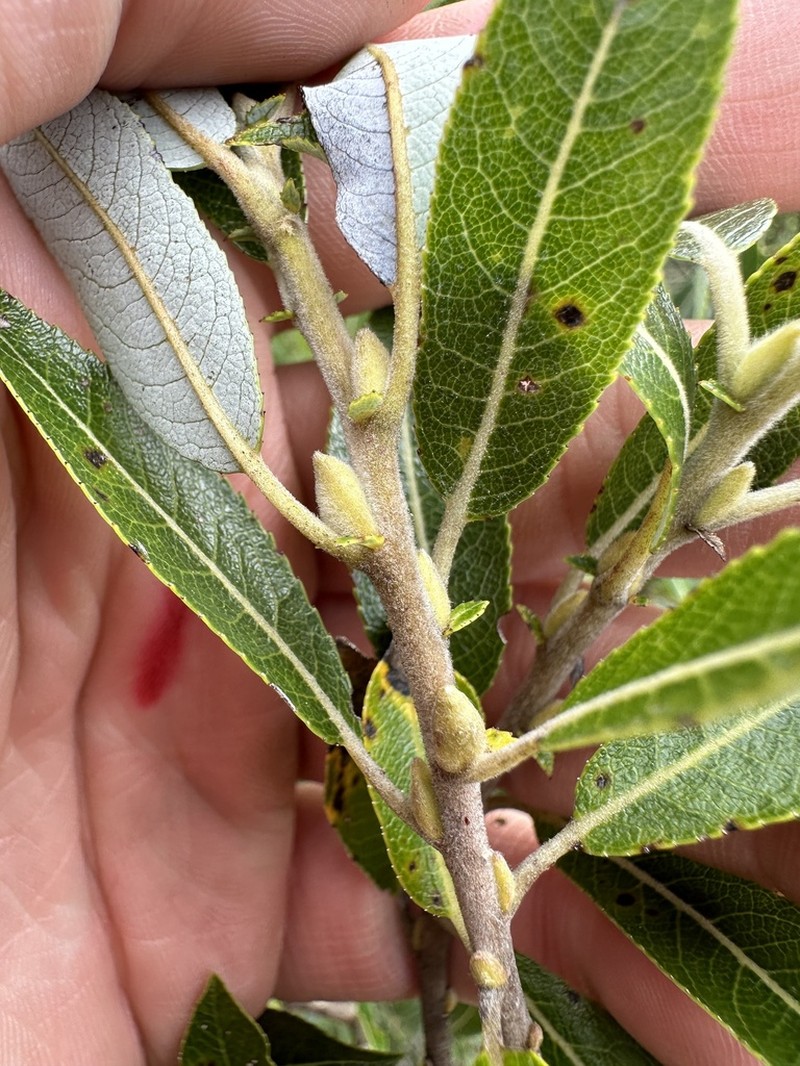 Bayberry Willow photo 7