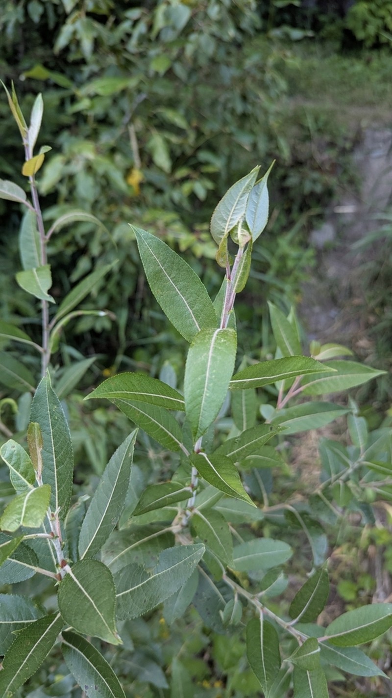 Bayberry Willow photo 8