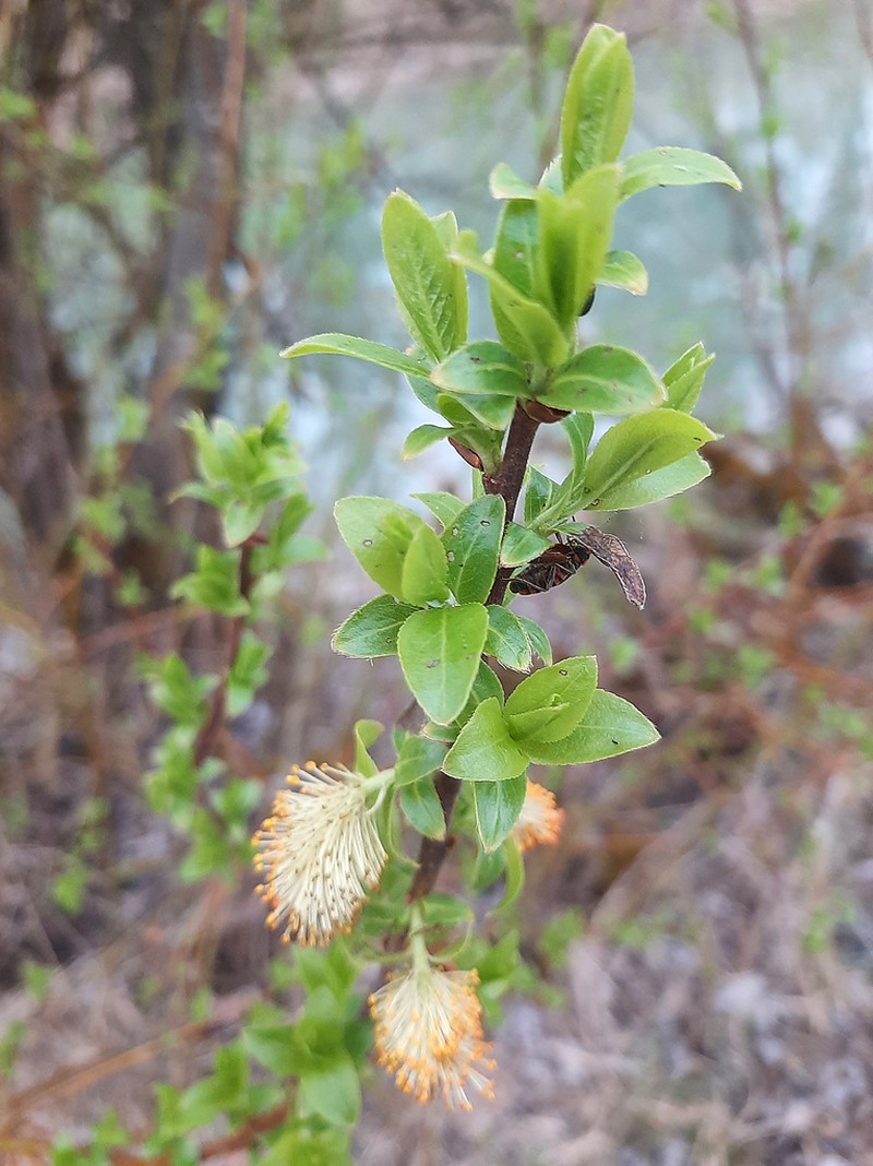 Myrsine-Leaved Willow photo 3