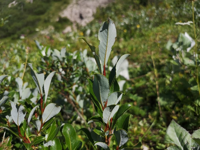Myrsine-Leaved Willow photo 4
