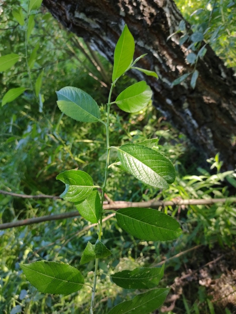 Myrsine-Leaved Willow photo 5