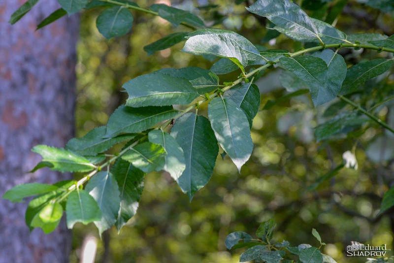 Myrsine-Leaved Willow photo 6