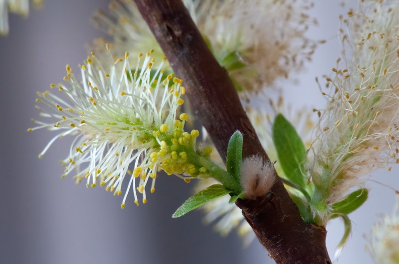 Myrsine-Leaved Willow photo 7