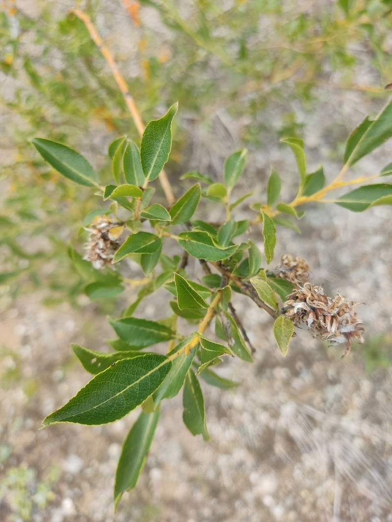 Myrsine-Leaved Willow photo 8