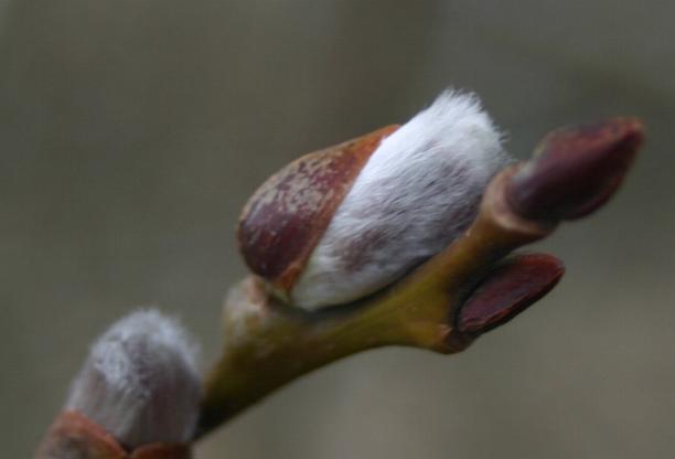 Myrsine-Leaved Willow photo 5