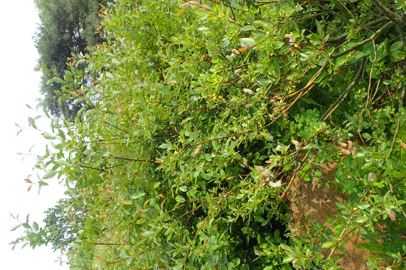 Myrsine-Leaved Willow photo 6