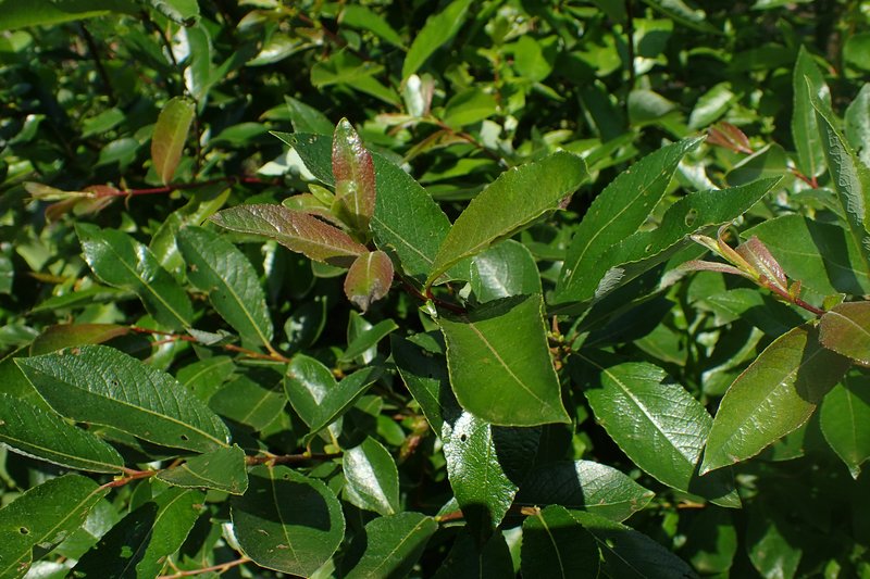 Myrsine-Leaved Willow photo 7