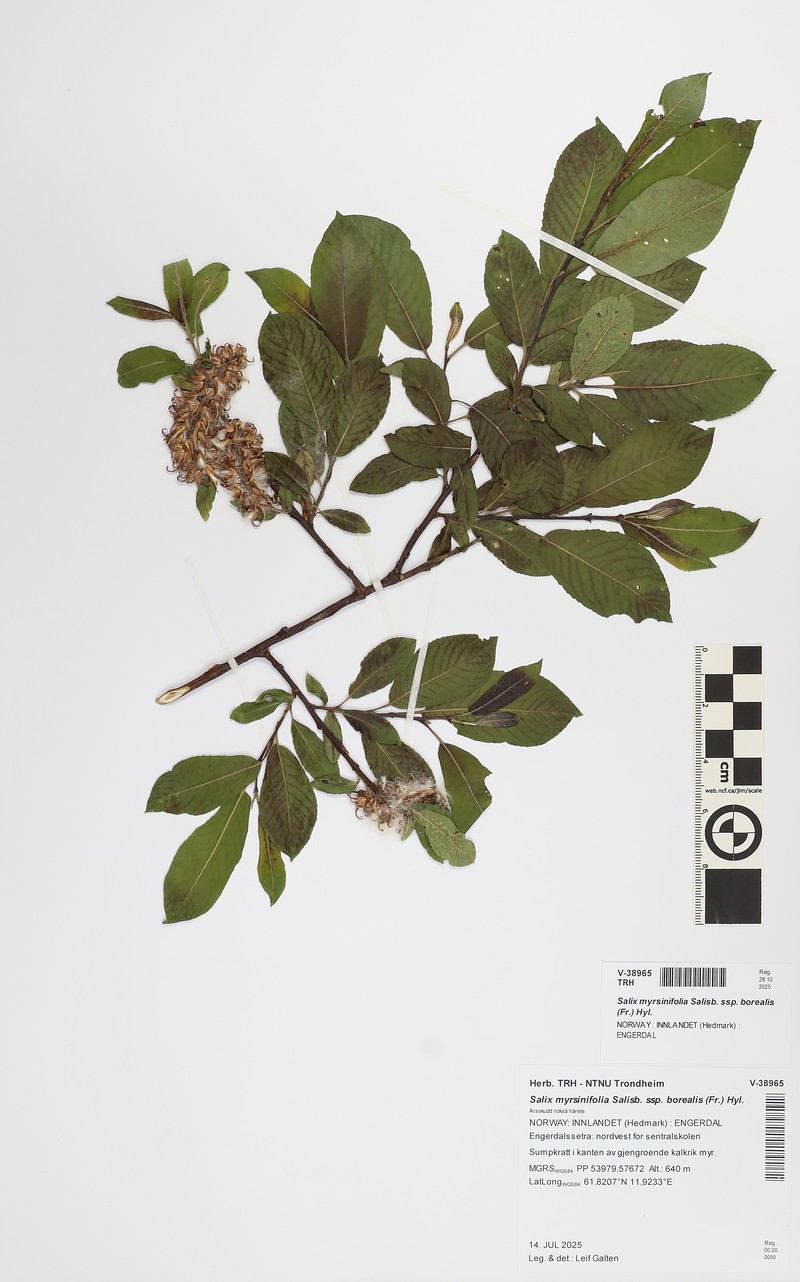 Salix myrsinifolia subsp. borealis