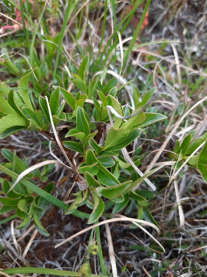 Myrtle Willow photo 4