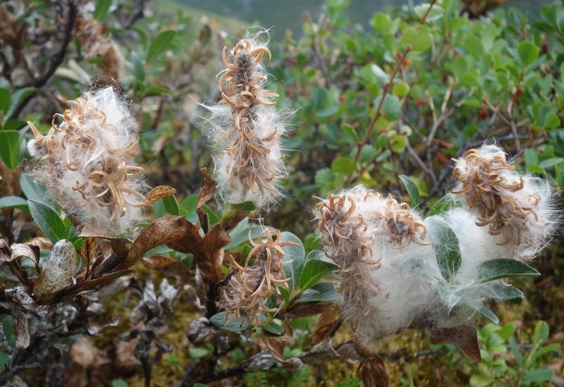 Myrtle Willow photo 5