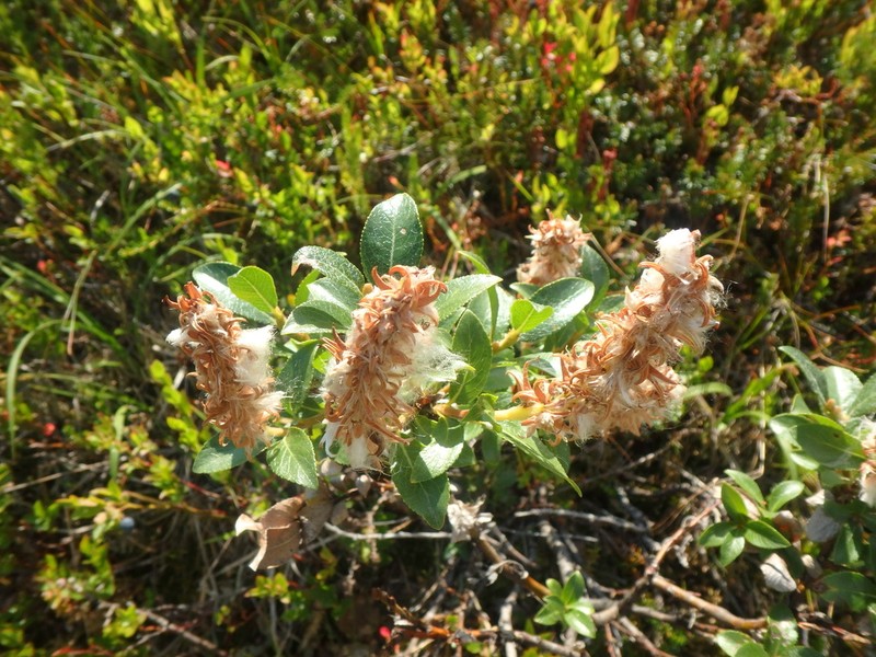 Myrtle Willow photo 6