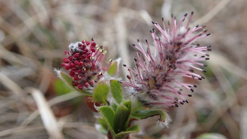 Myrtle Willow photo 7