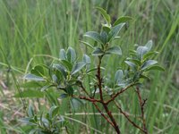 Myrtle Willow